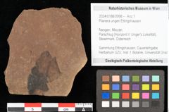 Foto (Objekt + Etikett) von Planera ungeri Ettingshausen (NHMW-GEO-2024-0188-0998)